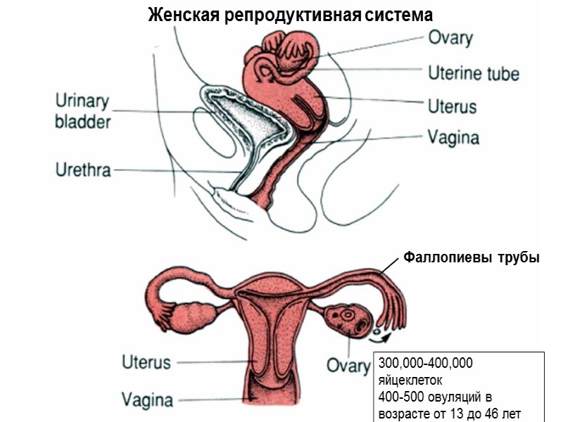 Женская репродуктивная система Фаллопиевы трубы 300,000-400,000 яйцеклеток 400-500 овуляций в возрасте от 13 до